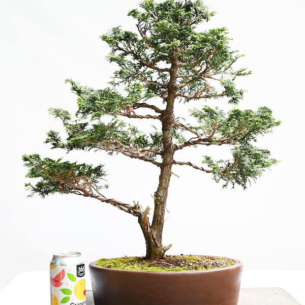 Hinoki Cypress Bonsai