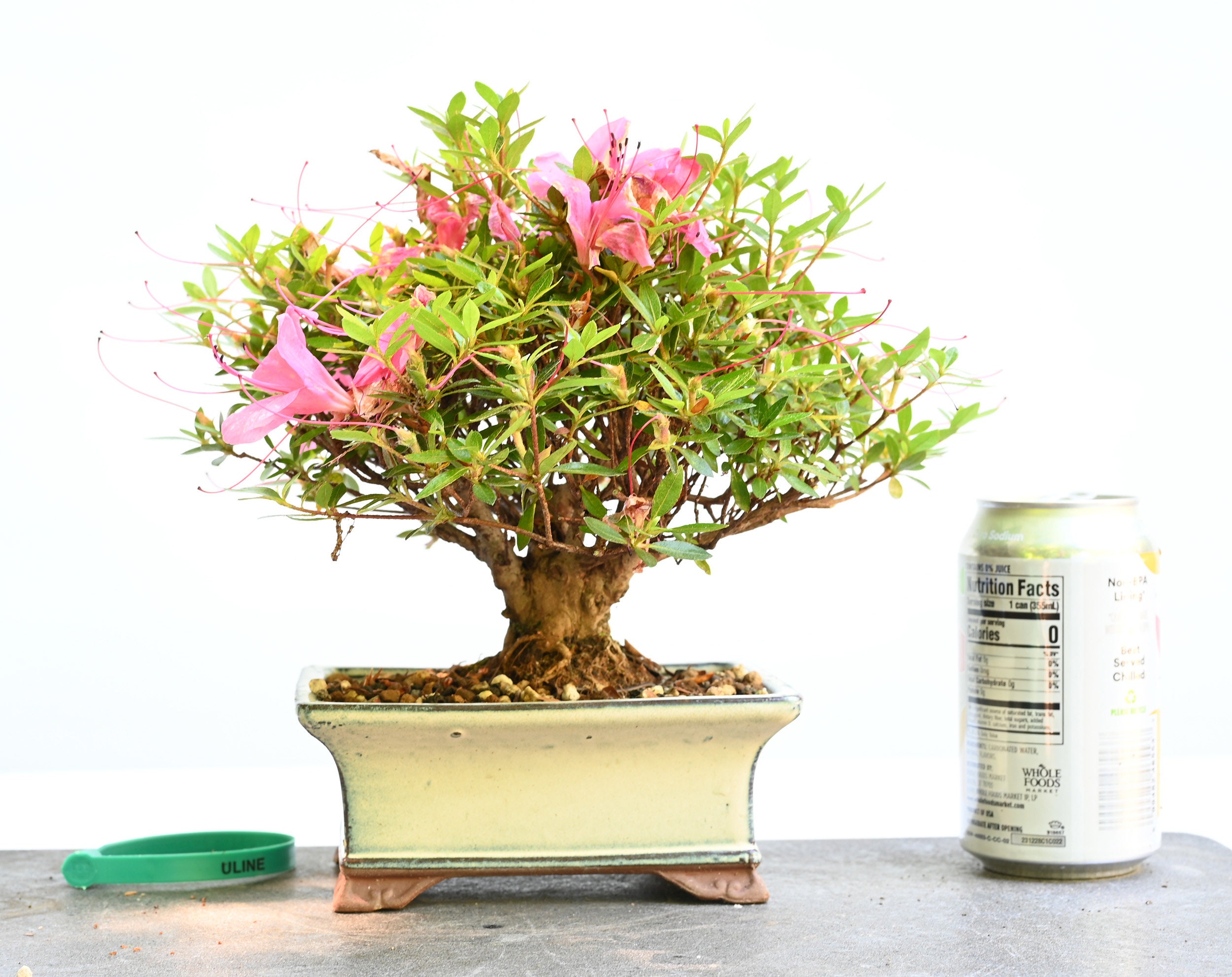 さつき 盆栽Japanese Azalea 図鑑　他合計10冊セット　超お買い得 Imported Shohin Satsuki Azalea 'White & Pink' Flower #9062