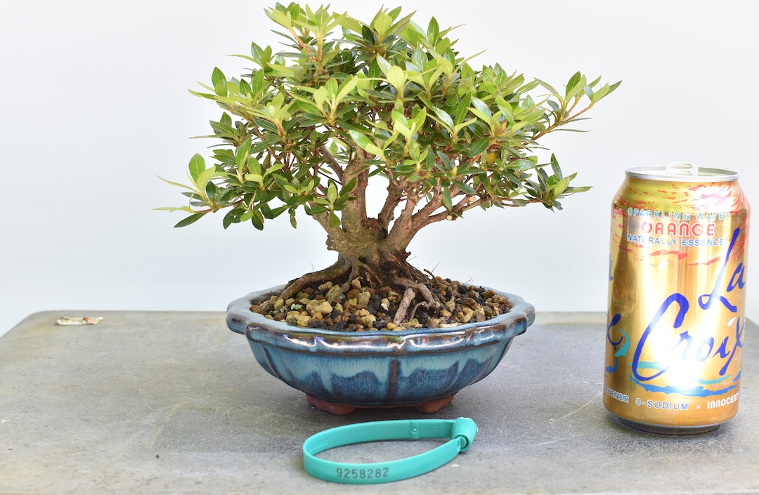 Satsuki Azalea Var. Chinzan Bonsai Etsy