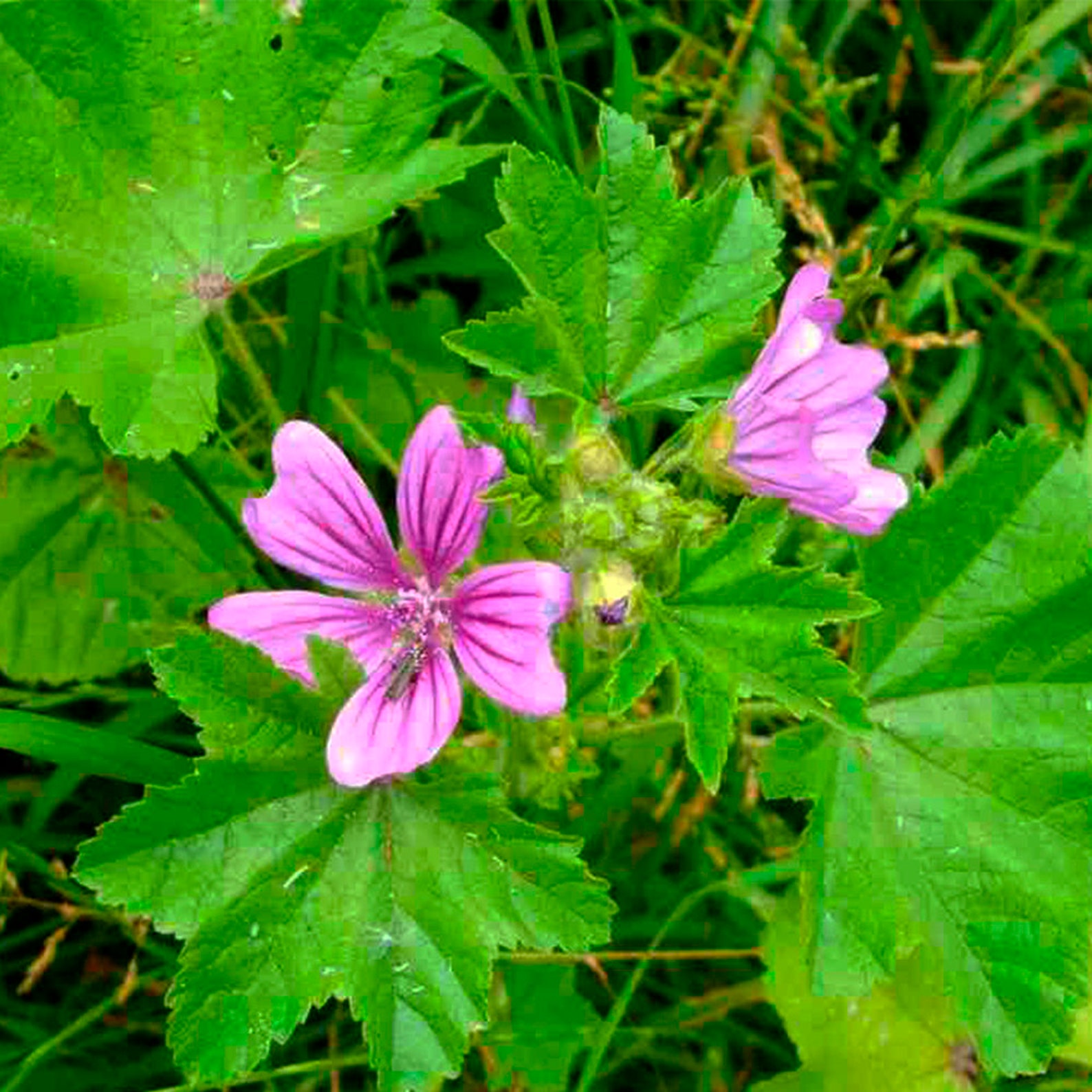 MALVA POWDER For Sale Malva Sylvestris Natural LEAVES | Etsy