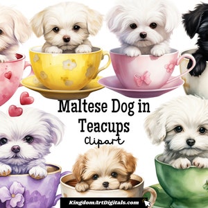 Cane maltese in tazze da tè Clipart Set PNG / Piccoli preziosi carini cani in miniatura Adorabili disegni di cuccioli di tazze da tè Download digitale Invito Clip Art