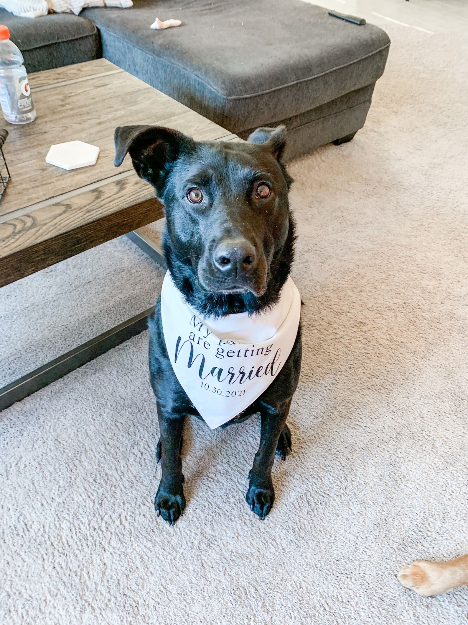 My Parents are Getting Married Personalized Dog Bandana Etsy