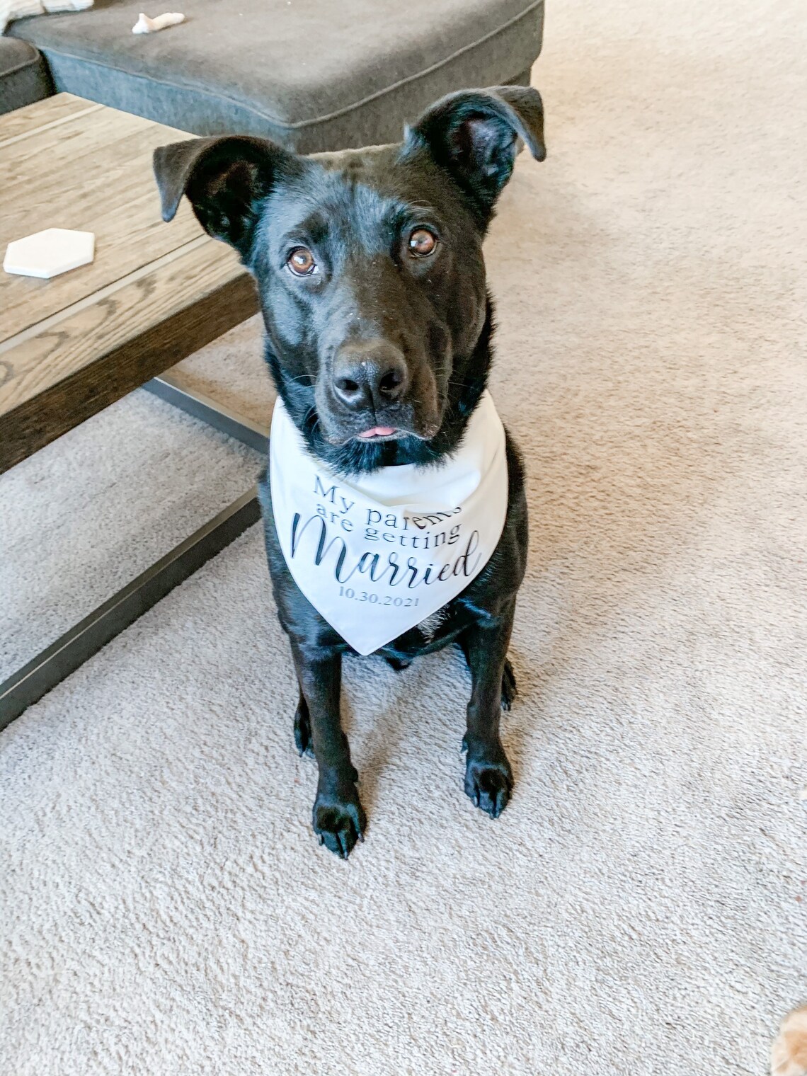 My Parents are Getting Married Personalized Dog Bandana Etsy
