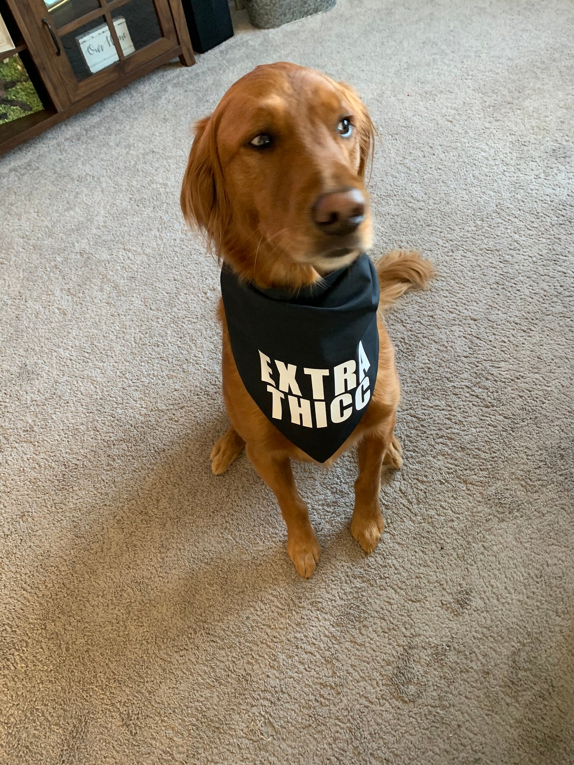 Funny Dog Bandana
 Custom Funny Saying Dog Bandana