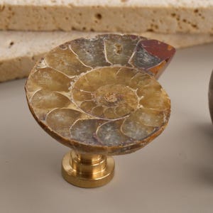 Könnte beinhalten: Dekorativer Schrankknopf mit poliertem Ammonitenfossil in Braun-, Beige- und Rottönen, montiert auf einem Messingsockel. Das Spiralmuster des Fossils ist deutlich sichtbar. Weitere ähnliche Knöpfe sind im Hintergrund.