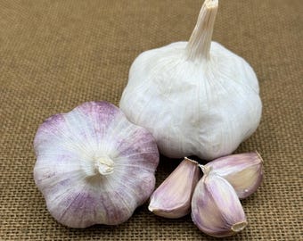 May include: A whole white garlic bulb, a whole garlic bulb with purple-tinged skin, and two individual garlic cloves with purple-streaked white papery skin. The garlic bulbs and cloves are arranged together, showing their layered, rounded shapes.