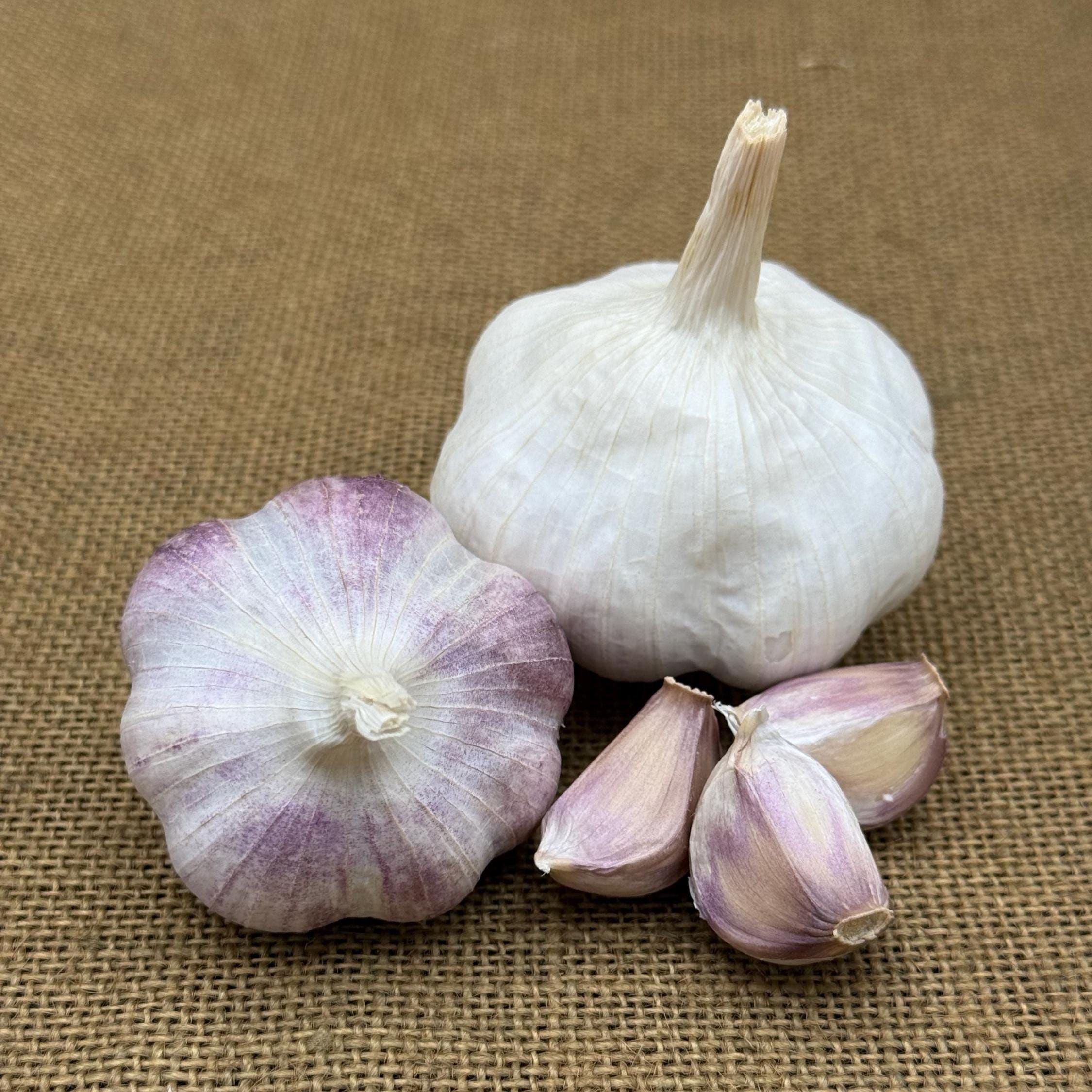 Certified Naturally Grown Rossa Di Sulmona Garlic Bulbs, Culinary & Seed Garlic, Heirloom Variety