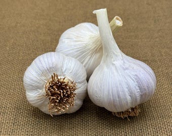 Certified Naturally Grown Music Garlic Bulbs, Culinary & Seed Garlic, Heirloom Variety
