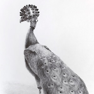 Peacock drawing - Cross-Hatching art print - 420x297mm (16.5x11.7 inches) - surreal black and white original wall art signed by artist