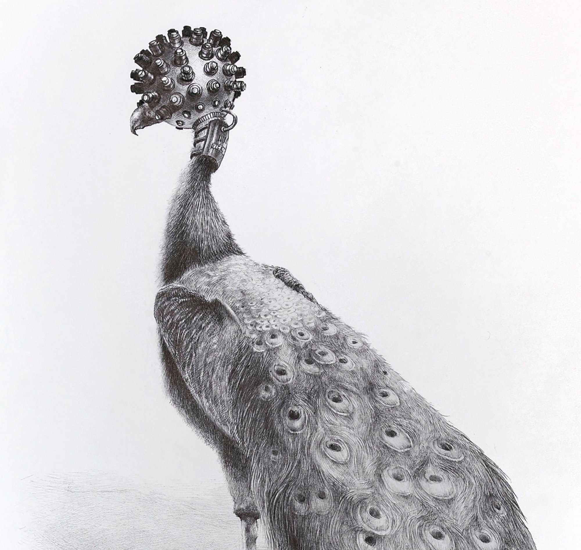 Peacock Drawing - Cross-hatching Art Print - 420x297mm (16.5 Peacock Drawing - Cross-hatching Art Print - 420x297mm (16.5