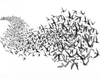 Könnte beinhalten: Eine Schwarzweißzeichnung einer Vogelschar im Flug. Die Vögel sind in einem wirbelnden Muster angeordnet, was ein Gefühl von Bewegung und Energie erzeugt.