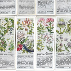 25 Cartões de Chá Vintage - Flores Silvestres em Suas Famílias. 1936. Conjunto Completo. Chá Typhoo. Presente Artesanal Bujo com Objetos Botânicos e Florais.