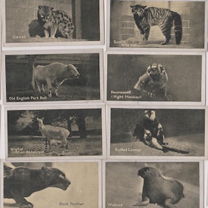50 Vintage Cigarette Cards - A Kodak at the Zoo (2nd series). 1925. Full Set. Carreras Tobacco. Cute antique animals gift