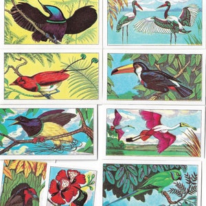 Aves tropicales - Conjunto completo de 25 tarjetas comerciales emitidas por la Sociedad Cooperativa del Norte en 1962. Regalo de ornitología Birdwatcher