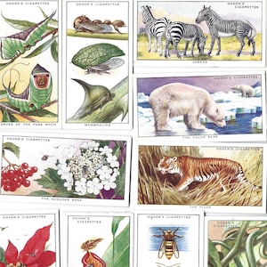 50 Vintage Zigaretten Karten - Color in Nature. 1932. Komplettes Set. Ogdens Tabakkarten Handelskarten. Tiere Wildtiere Natur Geschichte Geschenk.