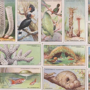 25 Vintage Cigarette Cards - Nature's Architects. 1930. Full Set. Churchman Tobacco. Animals, Insects, Natural History, Zoology, Gift