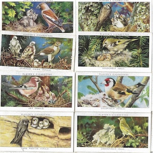50 Vintage Zigaretten-Karten - Vögel und ihre Jungen. 1937. Vollständiges Set. John Player Tabakkarten Handelskarten. Geschenk für einen Vogelliebhaber