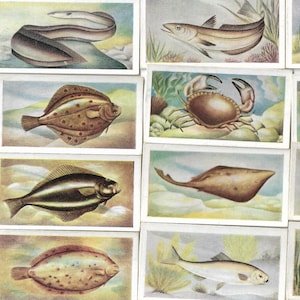 El pescado que comemos: juego completo de 25 tarjetas comerciales emitidas por la Autoridad de Pesca Silvestre en 1954. Regalo de pescador pescador