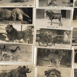50 Vintage Zigarettenkarten - Zoo. 1926. Volles Set. Willen. Süße lustige Tiere Exotischer Löwe Zebra Nilpferd Geschenk Antik