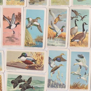 48 Vintage Canadian Tea Cards - Birds of North America. Brooke Bond Canada. Full Set. Original item from 1965. Ornithology, bird gift