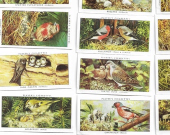 BIrds and Their Young. Modern reprint of original 1937 full set of 50 John Player cigarette cards. Vintage ornithology birdwatching