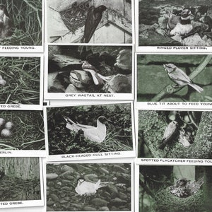 36 Vintage Zigaretten Karten - Wild Birds at Home. 1935. Komplettes Set. Baldric Zigaretten. Vogel Birdspotting Ornithology Birdwatching Geschenk