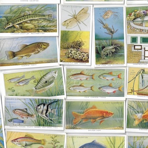 25 Vintage Zigaretten Karten - Teich & Aquarium Leben (Erste Serie). Um 1950. Komplettes Set. Willen. Tabakkarten Handelskarten. Angeln Blumen Geschenk Fisch