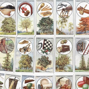 25 Vintage Zigarettenkarten - Britische Bäume und ihre Verwendung. 1927. Komplettes Set. Lambert & Butler. Baum Natur Umwelt Geschenk