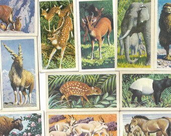 50 Vintage Tea Cards - Asian Wildlife. Brooke Bond. Full Set. Original item (1962) Cute Animals Gift Crafts