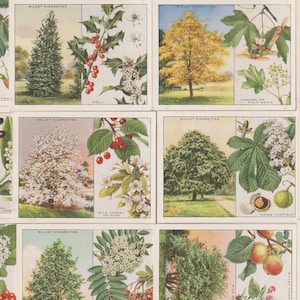 40 Vintage Cigarette Cards - Trees. 1937. Full Set. Wills Tobacco. Dendrology, Dendrologist Gift. Floral, botanical ephemera. Junk journal