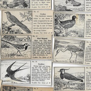 20 Vintage Teekarten - häufige britische Vögel. 1955. Vollständiges Set. Typhoo Tee. Vögel Ornithologie Vogelbeobachter Geschenk