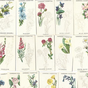 25 Vintage Zigarettenkarten - Wild Flower Art. 1923. Komplettes Set. Carreras Tabakkarten Handelskarten. Blumen Blumen Botanisches Ephemera Geschenk