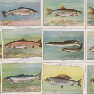 25 vintage sigarettenkaarten: zoetwatervissen (groot). 1935. Volledige set. John Speler. Tabakskaarten. Vis, viscadeau.