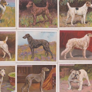 25 vintage sigarettenkaarten - honden (1e serie, groot). 1914. Volledige set. Testamenten. Tabakskaarten Handelskaarten. Antiek schattig Doggo-cadeau