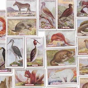 100 Vintage Cigarette Cards - Animals and Birds of Commercial Value. 1921. Full Set. Gallaher. Tobacco cards Trade cards. Animal Gift