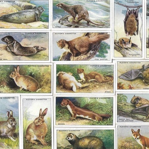 50 vintage sigarettenkaarten - dieren van het platteland. 1939. Volledige set. John Player Tobacco-kaarten Ruilkaarten. Leuk cadeau