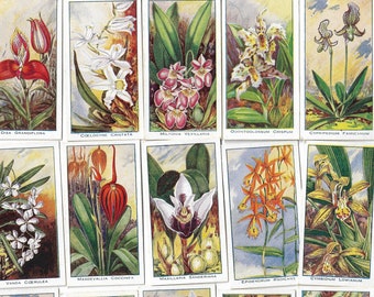 24 vintage sigarettenkaarten: orchideeën. 1925. Volledige set. Carrera. Tabakskaarten Handelskaarten. Bloementuinieren cadeau antiek kortstondig