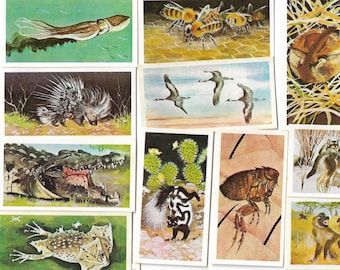 50 Vintage Tea Cards - Wonders of Wildlife. Brooke Bond. Full Set. Original item (1976) Nature Animals Cute Ephemera Gift