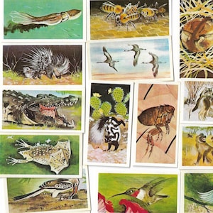 50 carte da tè vintage - Meraviglie della fauna selvatica. Brooke Bond. Set completo. Oggetto originale (1976) Regalo effimero carino con animali della natura