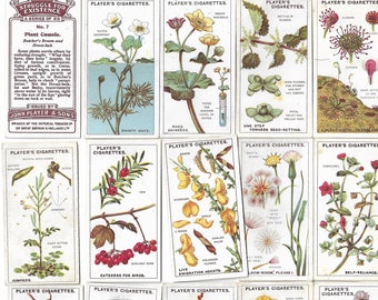 our south african flora cigarette cards 100 Vintage Cigarette Cards - Our South African Flora. 1940. Full Set.  United Tobacco. Floral Flowers Botanical Ephemera Gift South Africa