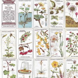 25 Cartões de Cigarro Vintage - Luta pela Existência. 1923. Conjunto Completo. John Player. Cartões de Tabaco. Cartões Comerciais. Flores, Botânica e Plantas.