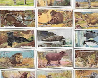 50 Vintage Cigarette Cards - Natural History. 1924. Full Set. John Player. Tobacco cards Trade cards. Animals Nature Wild
