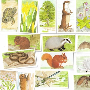25 carte da tè vintage: un viaggio a valle. Brooke Bond. Set completo. Oggetto originale (1990) simpatico regalo per animali selvatici