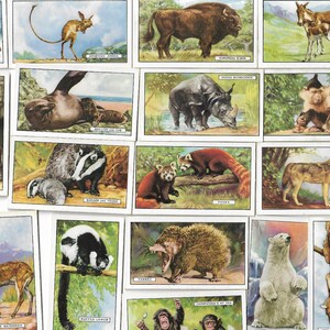 48 Vintage Cigarette Cards - Wild Animals. 1937. Full Set. Gallaher. Tobacco cards Trade cards. Cute Animals Gift Ephemera