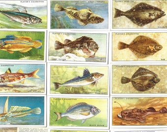 50 Vintage Cigarette Cards - Sea Fishes. 1935. Full Set. John Player. Tobacco cards. Fish, fishing gift.