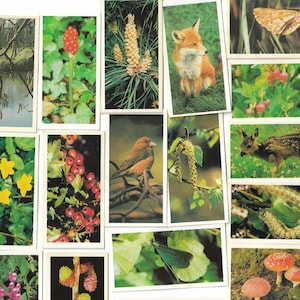 40 cartões de chá vintage - vida selvagem da floresta. Brooke Bond. Conjunto completo. Item original (1980) Artesanato floral para presentes de animais fofos e vida selvagem