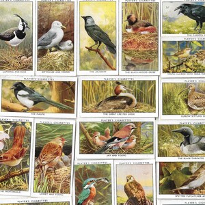 50 cartes de cigarettes vintage - Oiseaux sauvages. 1932. Ensemble complet. John Player Cartes de tabac Cartes d’échange. Ornithologie Birdwatcher Gift Mignon Éphémère