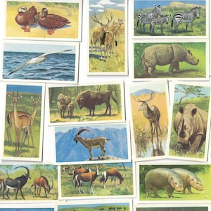 50 carte da tè vintage - Fauna selvatica in pericolo. Brooke Bond. Set completo. Oggetto originale (1963) Regalo effimero carino con animali della natura