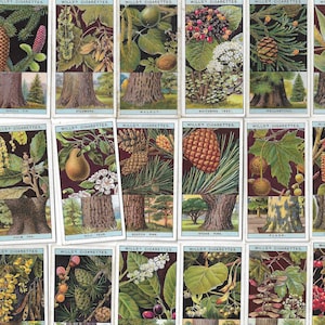 50 Vintage Zigaretten Karten - Blühende Bäume & Sträucher. 1924. Vollständiges Set. Wills Tobacco Karten Handelskarten. Geschenk Blumen Gartenarbeit ziemlich niedlich