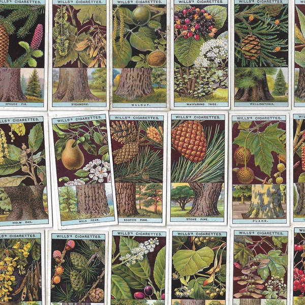 50 Vintage Cigarette Cards - Flowering Trees & Shrubs. 1924. Full Set. Wills Tobacco cards Trade cards. Gift Floral Gardening Pretty Cute